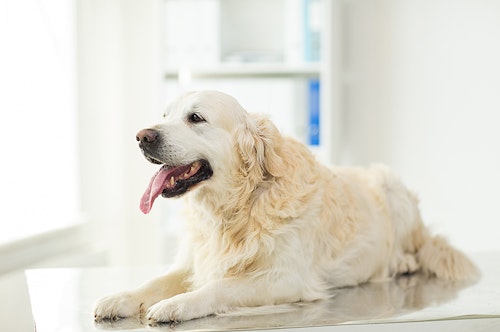 獣医師監修 犬の注意したい 脳 神経の病気 原因や症状とは わんクォール