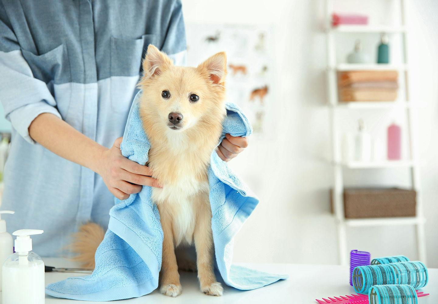 獣医師監修 犬にシャンプーをする頻度や適温とは 正しい手順と終わった後のケアについて解説 Care お手入れ わんクォール