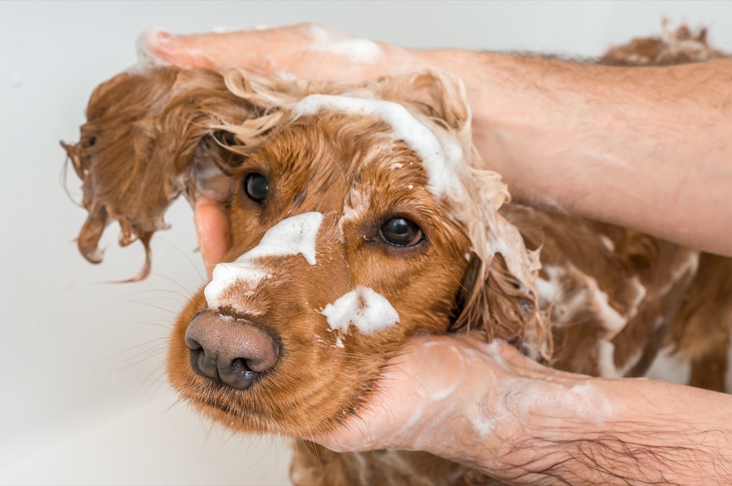 皮膚病を予防する 犬の正しいシャンプーのコツや注意点とは Care お手入れ わんクォール