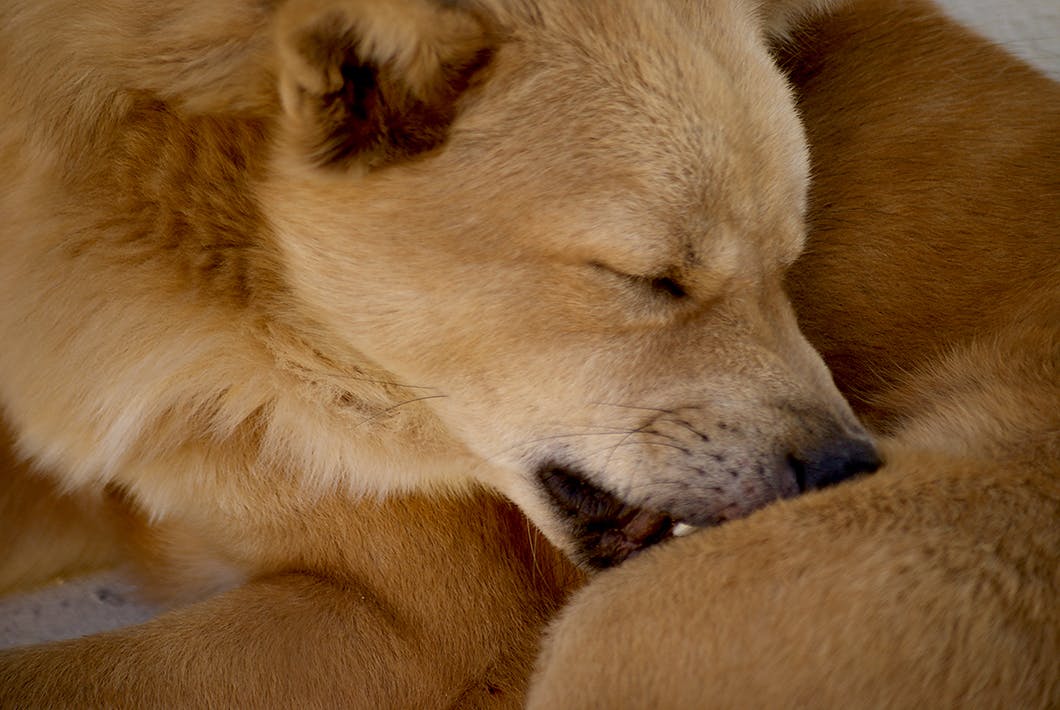 獣医師監修 犬もアレルギーになるの 主な種類や治療法って Illness 病気 わんクォール