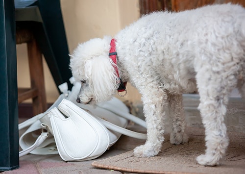 理由が知りたい ニオイを嗅ぐしぐさに隠れた犬の意外な気持ち わんクォール 理由が知りたい ニオイを嗅ぐしぐさに隠れた犬の意外な気持ち わんクォール