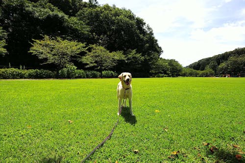 遊んで学ぶ しつけ だるまさんが転んだ マテの練習になる わんクォール 遊んで学ぶ しつけ だるまさんが転んだ マテの練習になる わんクォール