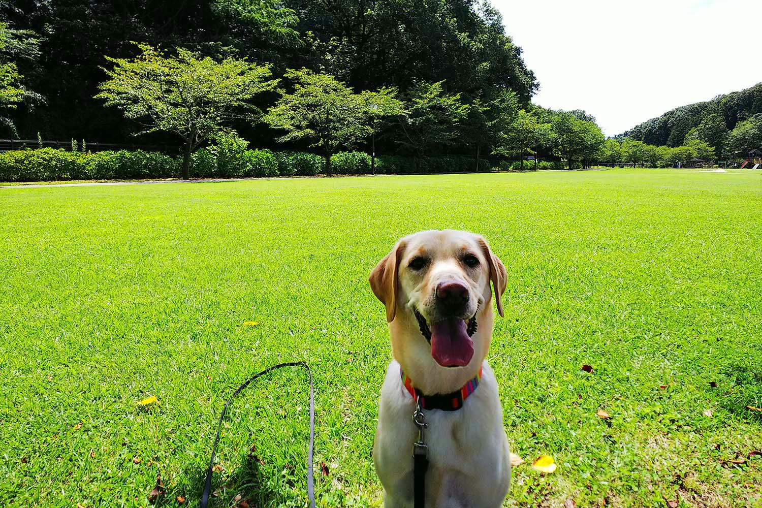 遊んで学ぶ しつけ だるまさんが転んだ マテの練習になる わんクォール