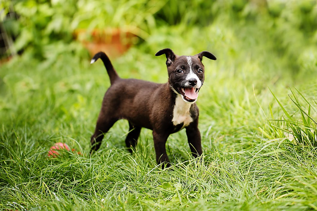 教えて しっぽの位置と動きから犬のどんな気持ちがわかるの Communication コミュニケーション わんクォール