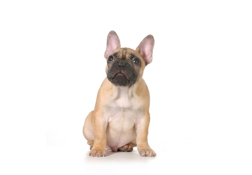 犬が喜ぶツボ押しマッサージをおうち時間に 基本の手順やおすすめのツボを解説 獣医師監修 わんクォール 犬が喜ぶツボ押しマッサージをおうち時間に 基本の手順やおすすめのツボを解説 獣医師監修 わんクォール