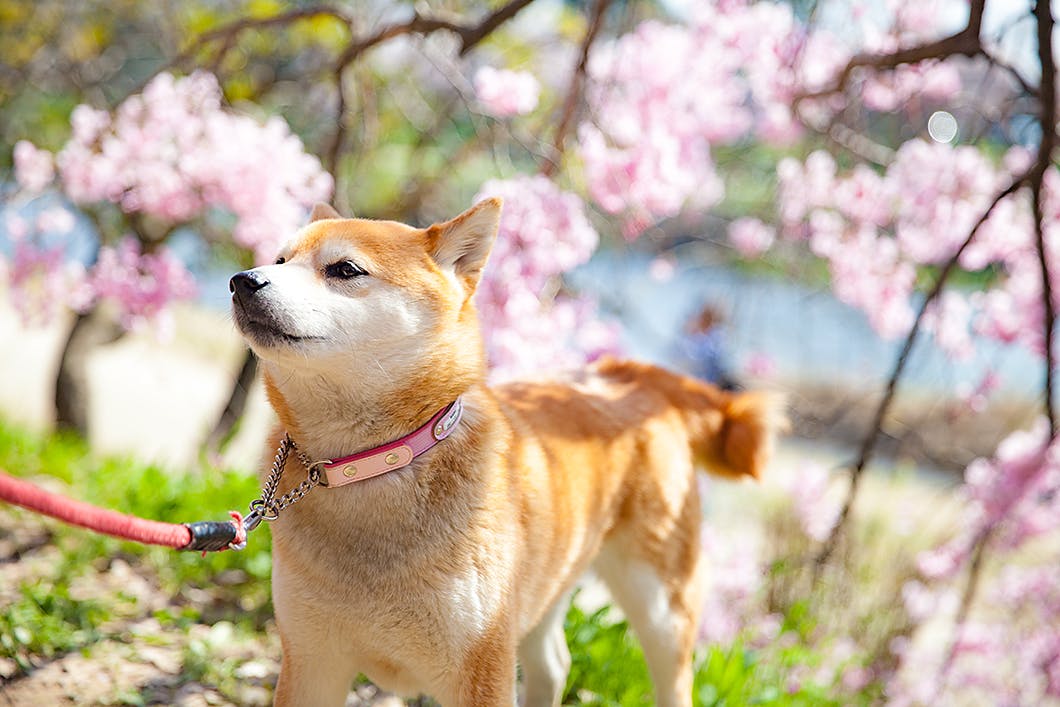 食後すぐの散歩はNG　柴犬　桜