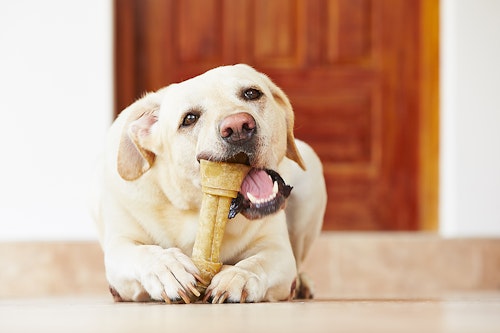 歯磨きシートだけでケアできる 犬のデンタルケアグッズに関するfaq わんクォール 歯磨きシートだけでケアできる 犬のデンタルケアグッズに関するfaq わんクォール