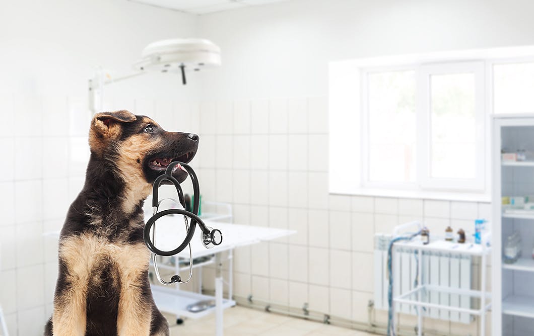愛犬にベストな動物病院の選び方　アクセスの良さ