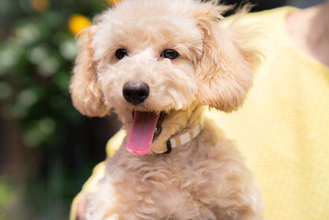 犬の咳の原因は 咳の種類や病院に連れて行くべき症状 対処法について解説 獣医師監修 Illness 病気 わんクォール