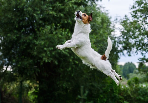 獣医師監修 犬のジャンプは危険 リスクとやめさせるためのしつけを紹介 わんクォール