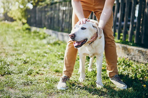 なでるだけで愛犬が健康に プレイズタッチ の手順やポイント わんクォール なでるだけで愛犬が健康に プレイズタッチ の手順やポイント わんクォール