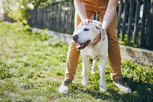 なでるだけで愛犬が健康に プレイズタッチ の手順やポイント わんクォール
