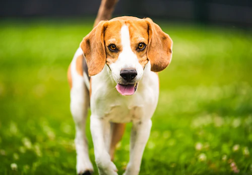 獣医師監修 犬の多飲多尿は病気のサイン 考えられる原因と病院に行くべき症状について解説 わんクォール 獣医師監修 犬の多飲多尿は病気のサイン 考えられる原因と病院に行くべき症状について解説 わんクォール