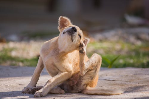 ただ痒いだけじゃない 体をかくしぐさに隠れた犬の意外な気持ち わんクォール