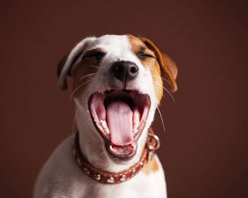 獣医師監修 犬のよだれが多いときや吐くときは危険 原因と対処法 わんクォール