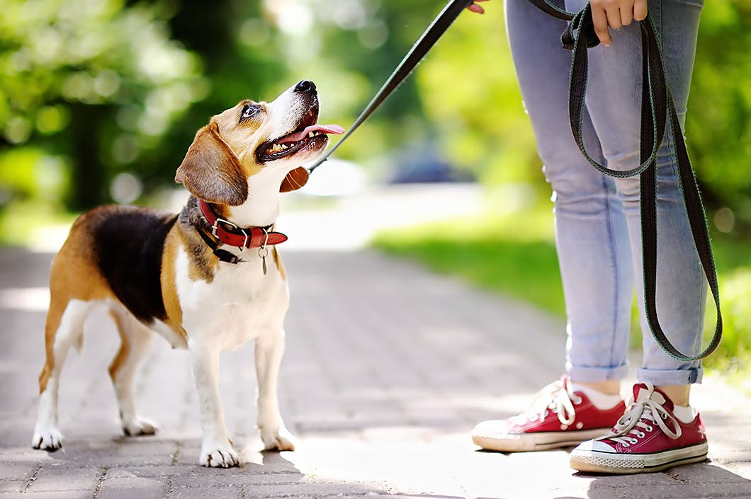 ビーグルってどんな犬種 性格 特徴 かかりやすい病気などを解説 Community コミュニティ わんクォール