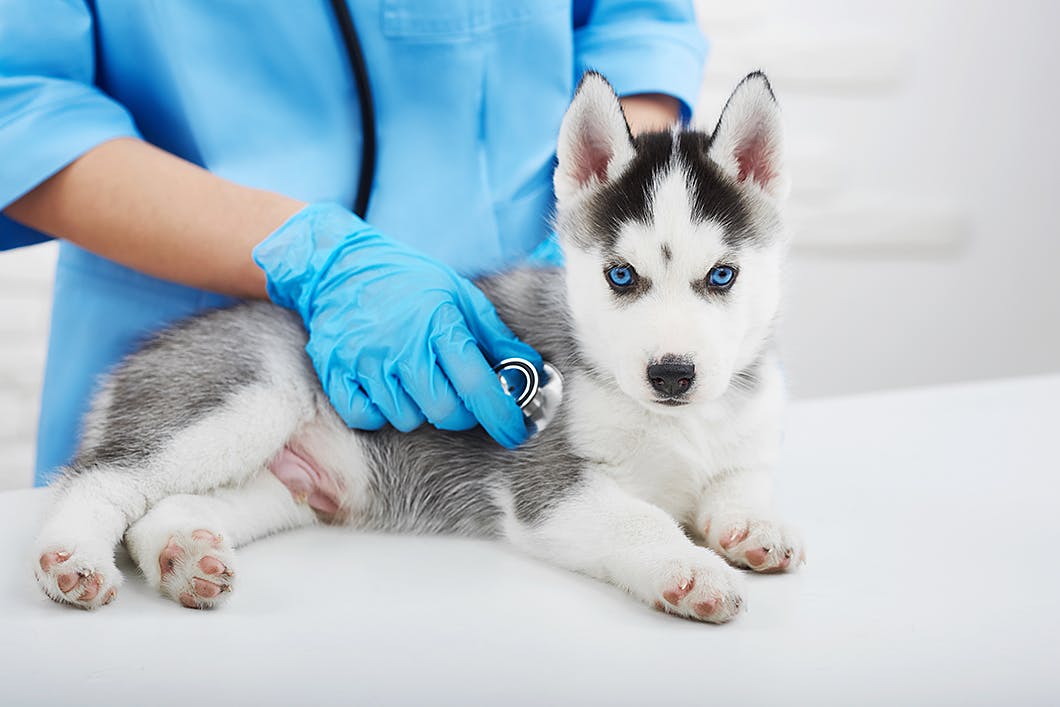 犬の「股関節形成不全」の早期発見のコツ・治療法