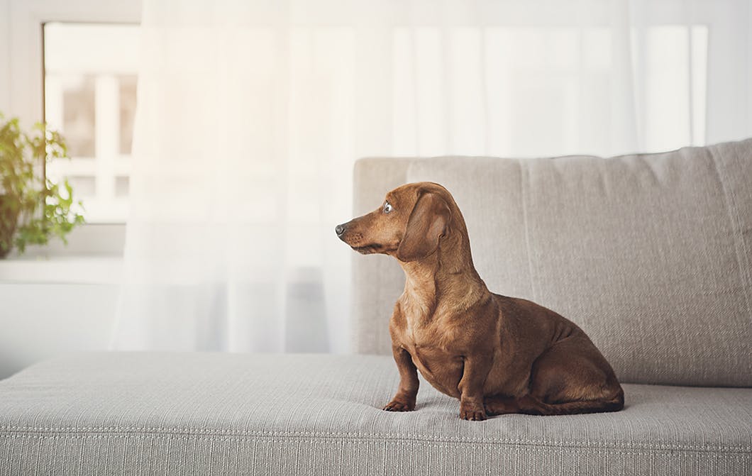 これでお留守番上手に 愛犬を安心させる環境づくりのコツとは Training しつけ わんクォール