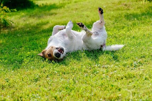 獣医師監修 犬が体を床にこすりつける理由や心理とは スリスリする場所やシーン別に解説 わんクォール