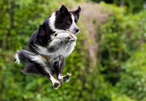 獣医師監修 犬のジャンプは危険 リスクとやめさせるためのしつけを紹介 わんクォール