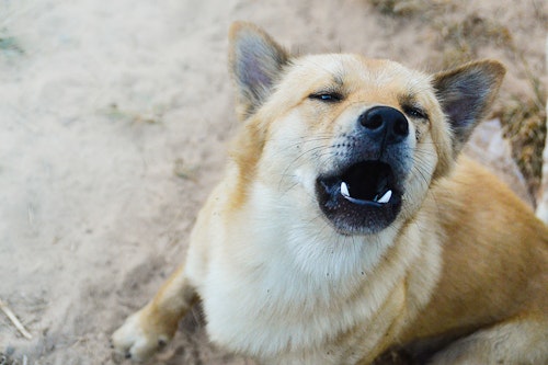 しつけが肝心 ヤング期の犬が吠えるときの対処法とは わんクォール