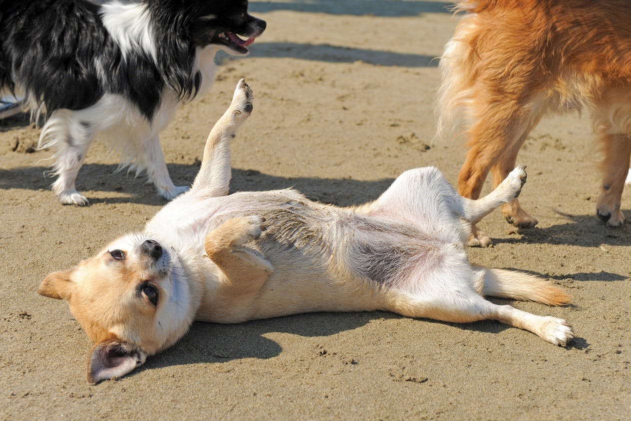 獣医師監修 犬が体を床にこすりつける理由や心理とは スリスリする場所やシーン別に解説 Communication コミュニケーション わんクォール