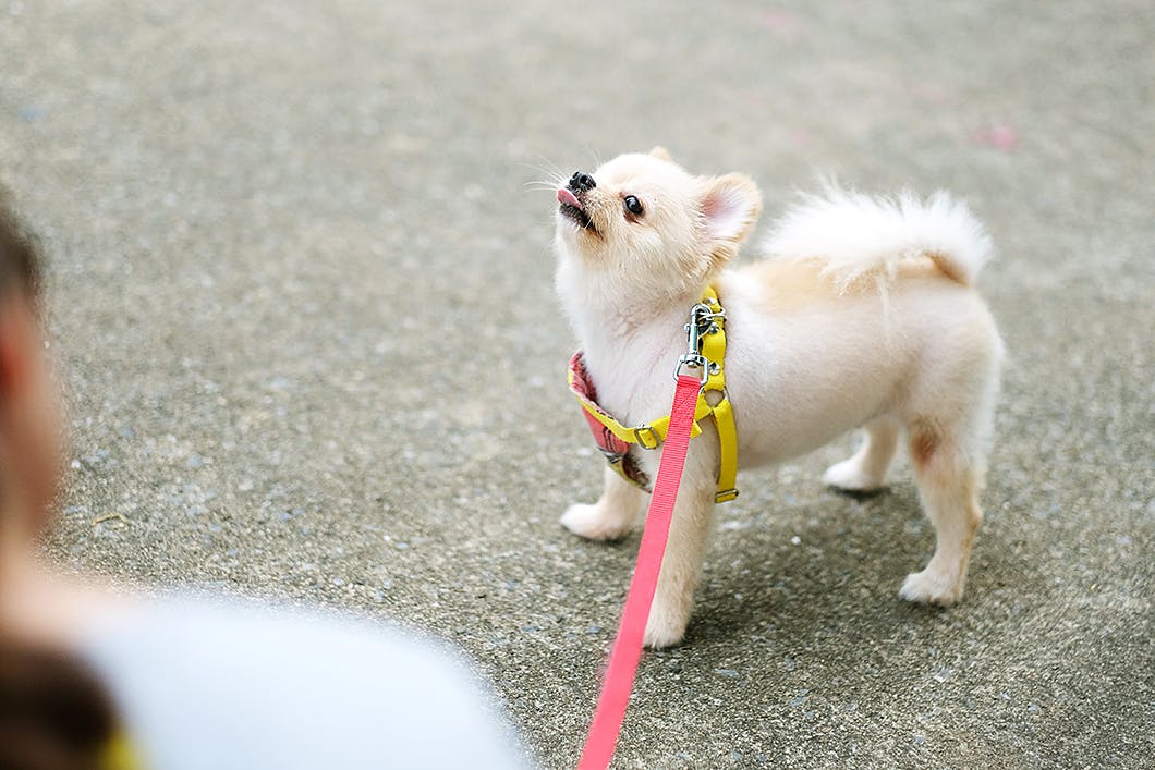 愛犬を散歩中にすれ違うものに慣れさせる方法