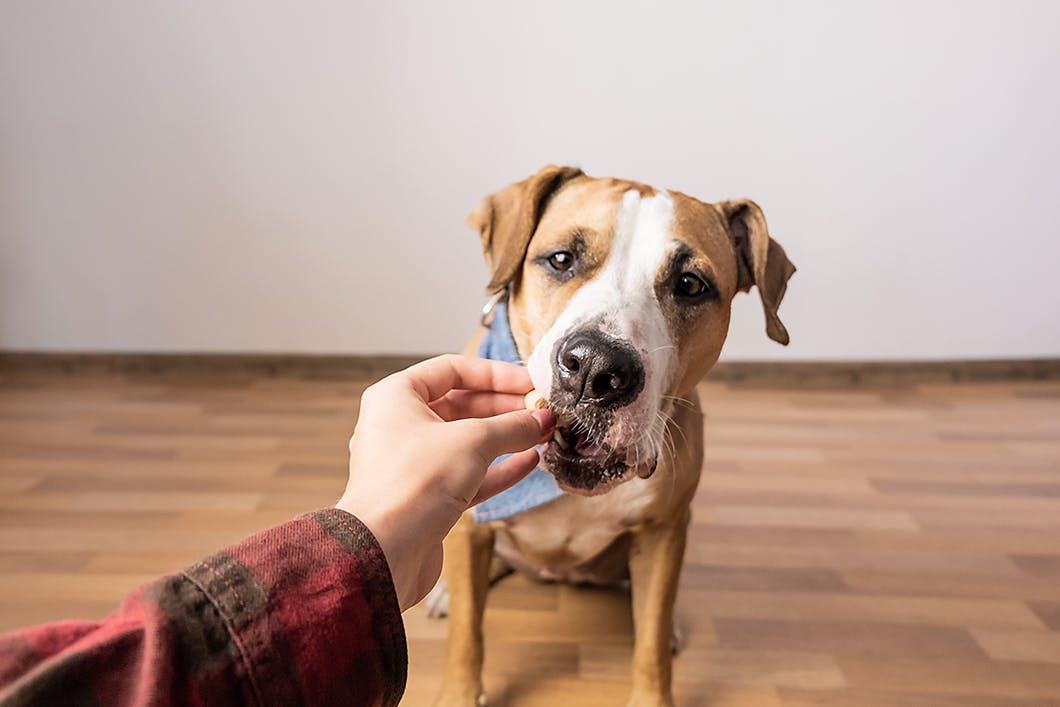 犬の吠えグセは直せる チャイムや来客に対しての吠えはこう対策しよう Training しつけ わんクォール