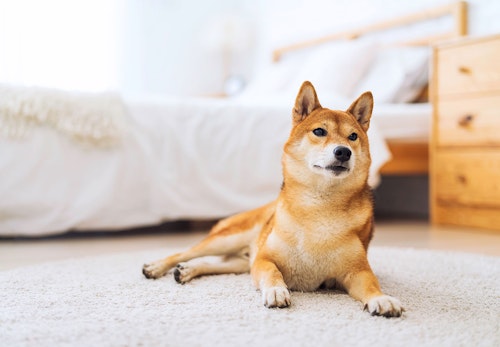 獣医師監修 犬のジャンプは危険 リスクとやめさせるためのしつけを紹介 わんクォール 獣医師監修 犬のジャンプは危険 リスクとやめさせるためのしつけを紹介 わんクォール