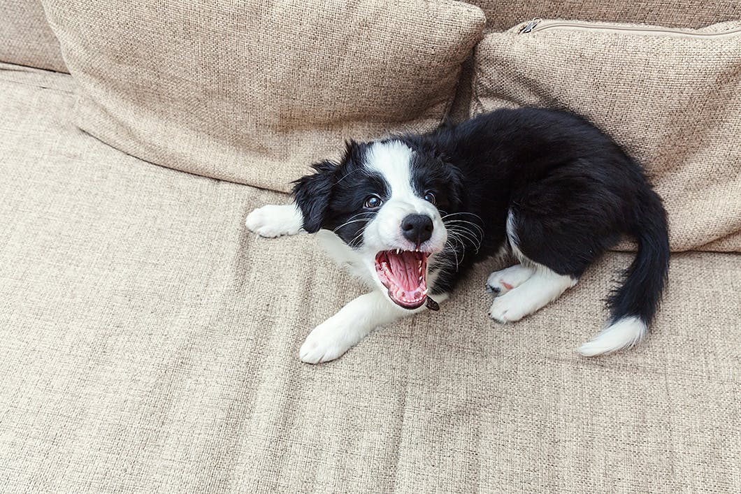 愛犬の吠えグセを直したい おねだり吠え の対策をご紹介 Training しつけ わんクォール