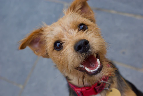 愛犬の吠えグセを直したい おねだり吠え の対策をご紹介 わんクォール