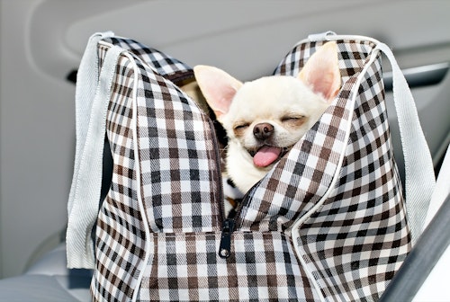 犬を電車に乗せる練習法は 犬と電車に乗るときのマナーや注意点 わんクォール 犬を電車に乗せる練習法は 犬と電車に乗るときのマナーや注意点 わんクォール