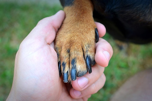 実はとっても重要 犬に必要な 小さなパーツのお手入れ 方法を解説 顔 お尻 足 わんクォール