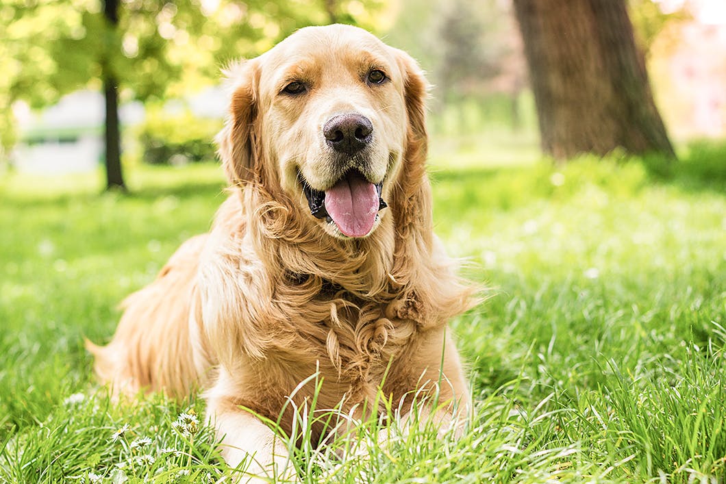 老犬とのふれあい方とは 後ろ足を老化させないスキンシップ法も Senior シニア わんクォール