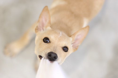 放っておくと噛みグセに 子犬が甘噛みする3つの理由としつけ方 わんクォール