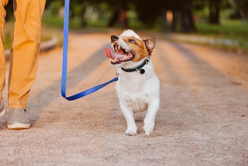 獣医師監修 犬がすれ違ったものに吠える理由は 吠えグセを直す対処法を解説 わんクォール 獣医師監修 犬がすれ違ったものに吠える理由は 吠えグセを直す対処法を解説 わんクォール