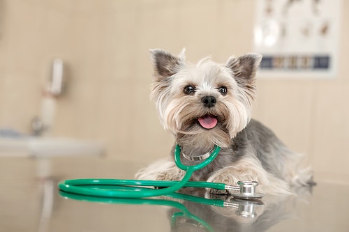 愛犬にベストな動物病院の選ぶための５つのコツ