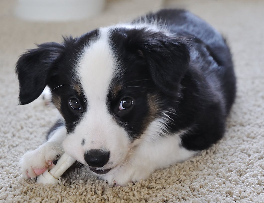 対策としつけ法を解説 子犬が家具を甘噛みして傷つけてしまう理由 わんクォール