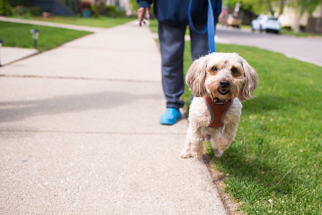 散歩時間の目安は 時間帯は 犬の散歩でよくある困り事を一挙解決 Health 健康 わんクォール