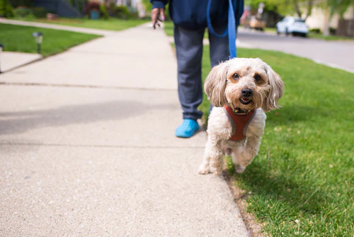 散歩時間の目安は 時間帯は 犬の散歩でよくある困り事を一挙解決 わんクォール 散歩時間の目安は 時間帯は 犬の散歩でよくある困り事を一挙解決 わんクォール