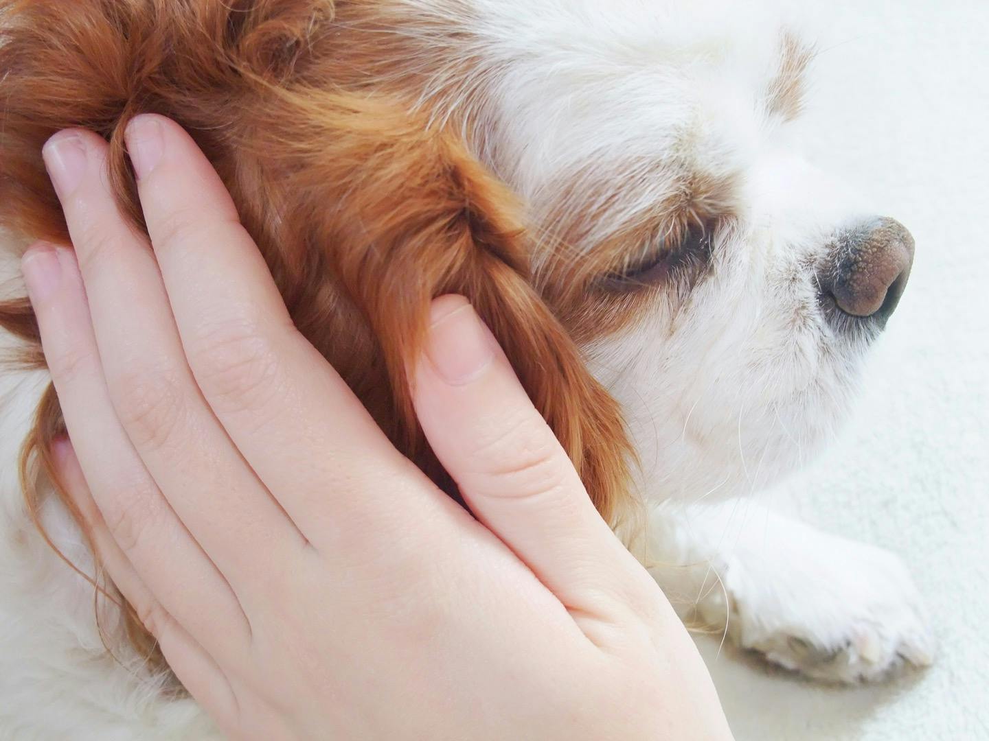 愛犬の皮膚の病気を早期発見するコツ