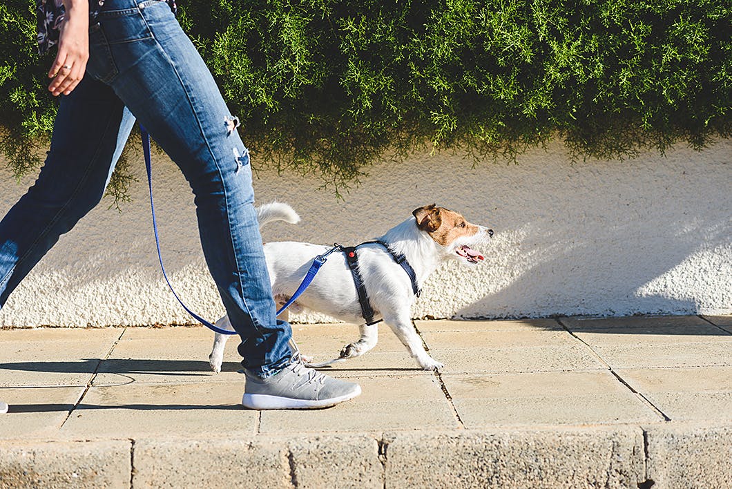 散歩のときにすれ違って吠える犬の対処法