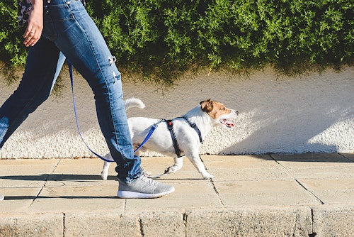 しつけが肝心 ヤング期の犬が吠えるときの対処法とは わんクォール しつけが肝心 ヤング期の犬が吠えるときの対処法とは わんクォール