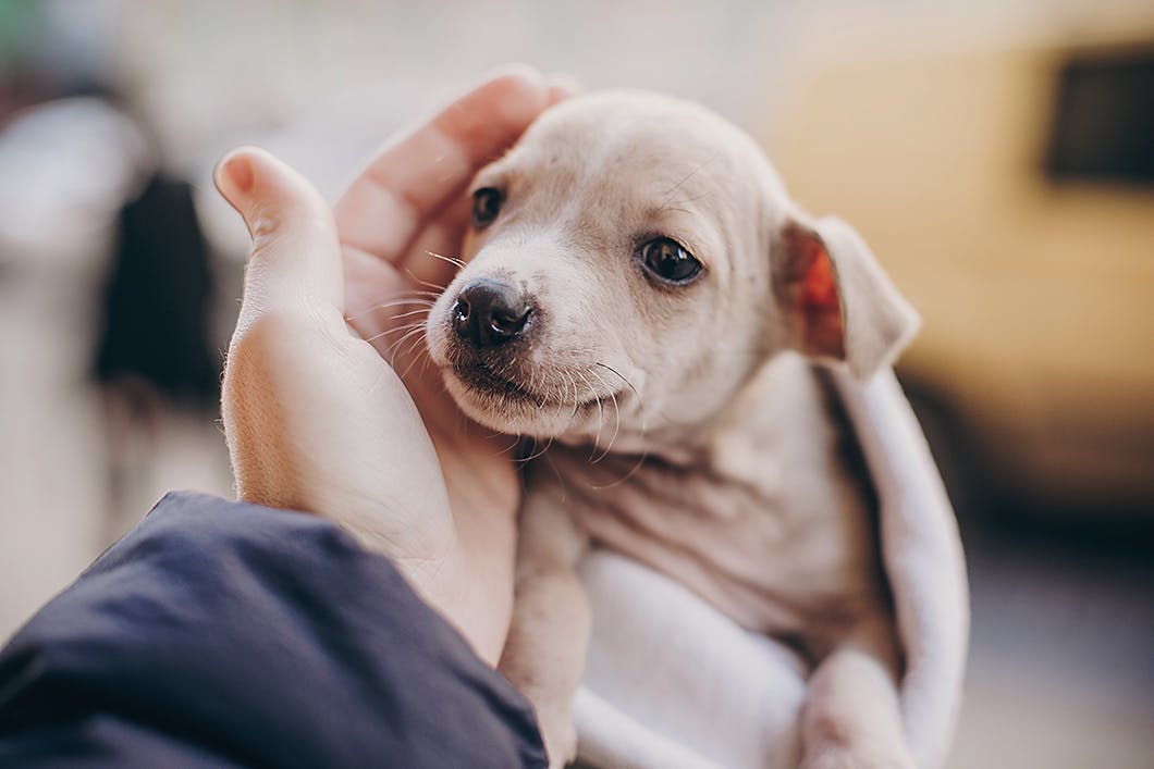 子犬のお手入れを始める前に！スキンシップ好きかをチェックしよう