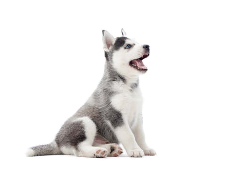 犬が喜ぶツボ押しマッサージをおうち時間に 基本の手順やおすすめのツボを解説 獣医師監修 わんクォール 犬が喜ぶツボ押しマッサージをおうち時間に 基本の手順やおすすめのツボを解説 獣医師監修 わんクォール
