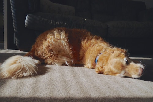 獣医師監修 犬が体を床にこすりつける理由や心理とは スリスリする場所やシーン別に解説 わんクォール 獣医師監修 犬が体を床にこすりつける理由や心理とは スリスリする場所やシーン別に解説 わんクォール