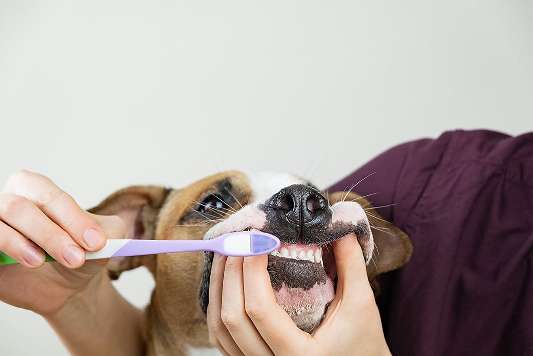 犬の歯磨き　汚れ確認