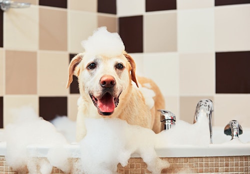 犬のシャンプーの頻度は 正しい手順と嫌がる場合の対処法を解説 獣医師監修 わんクォール 犬のシャンプーの頻度は 正しい手順と嫌がる場合の対処法を解説 獣医師監修 わんクォール