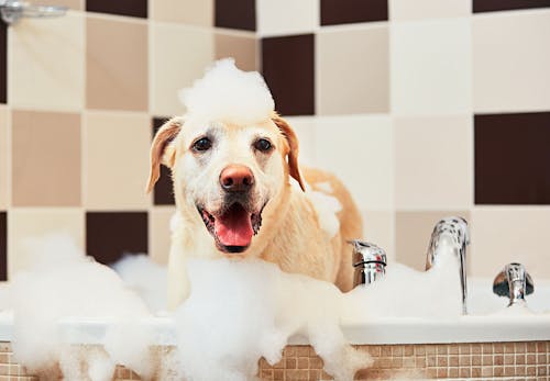 犬のシャンプーの頻度は 最適なお湯の温度や正しい手順 嫌がる場合の対処法を解説 獣医師監修 わんクォール 犬のシャンプーの頻度は 最適なお湯の温度や正しい手順 嫌がる場合の対処法を解説 獣医師監修 わんクォール