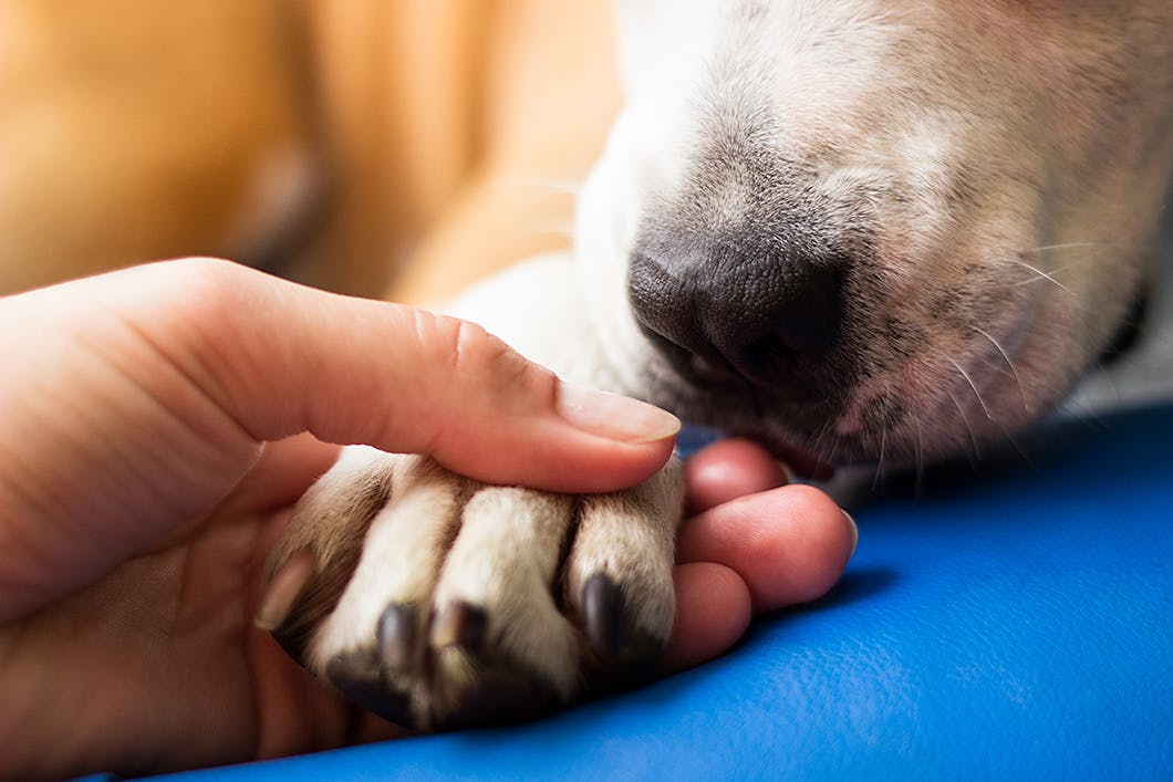 犬の関節炎とはどういう病気？症状や原因